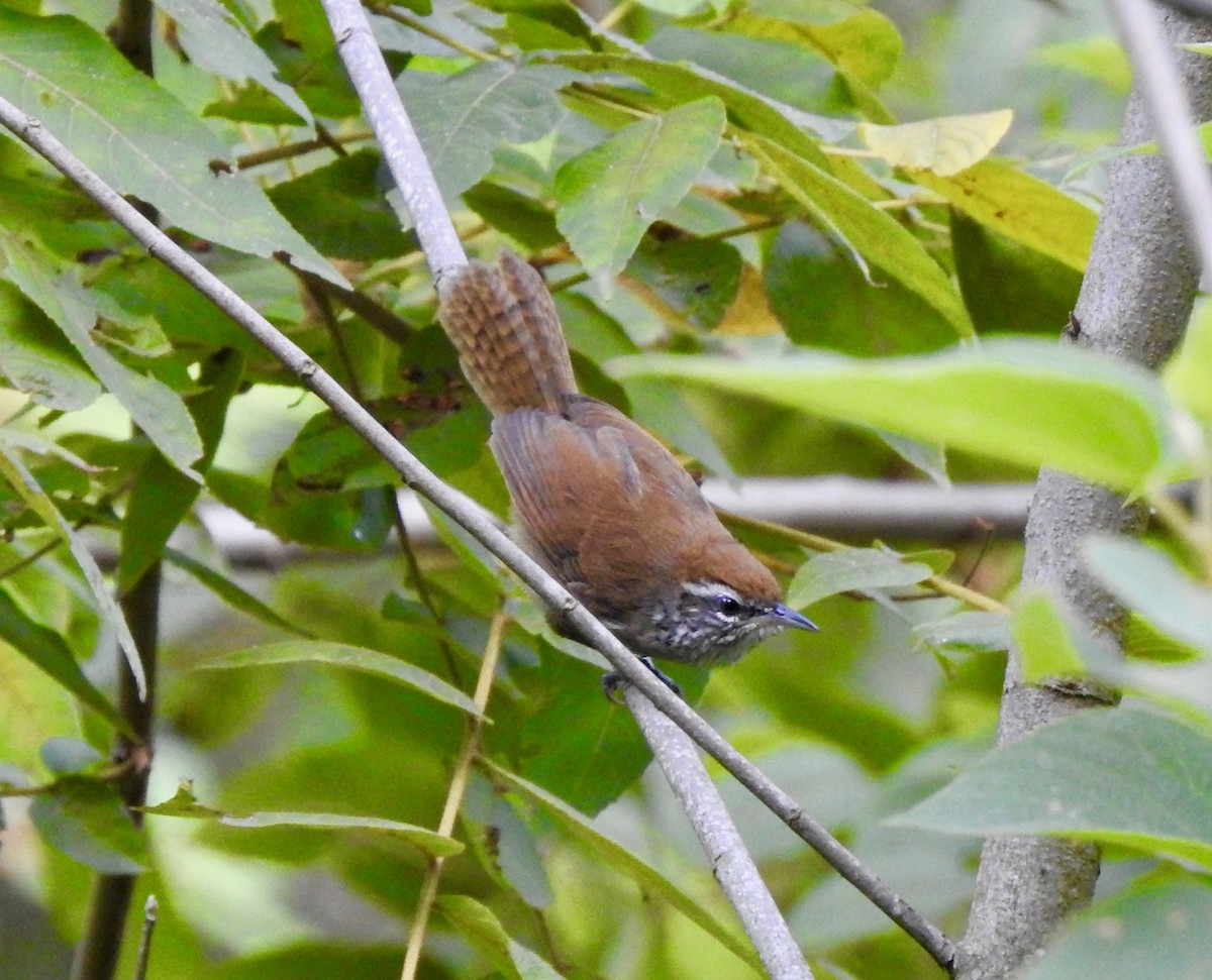 Spot-breasted Wren - ML470626841