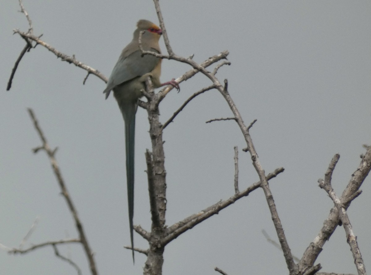 Pájaro Ratón Carirrojo - ML470626931