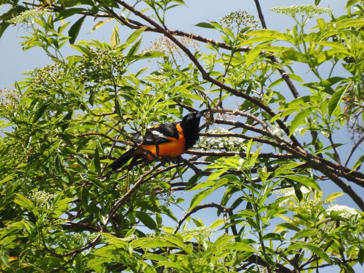 Venezuelan Troupial - ML470627361