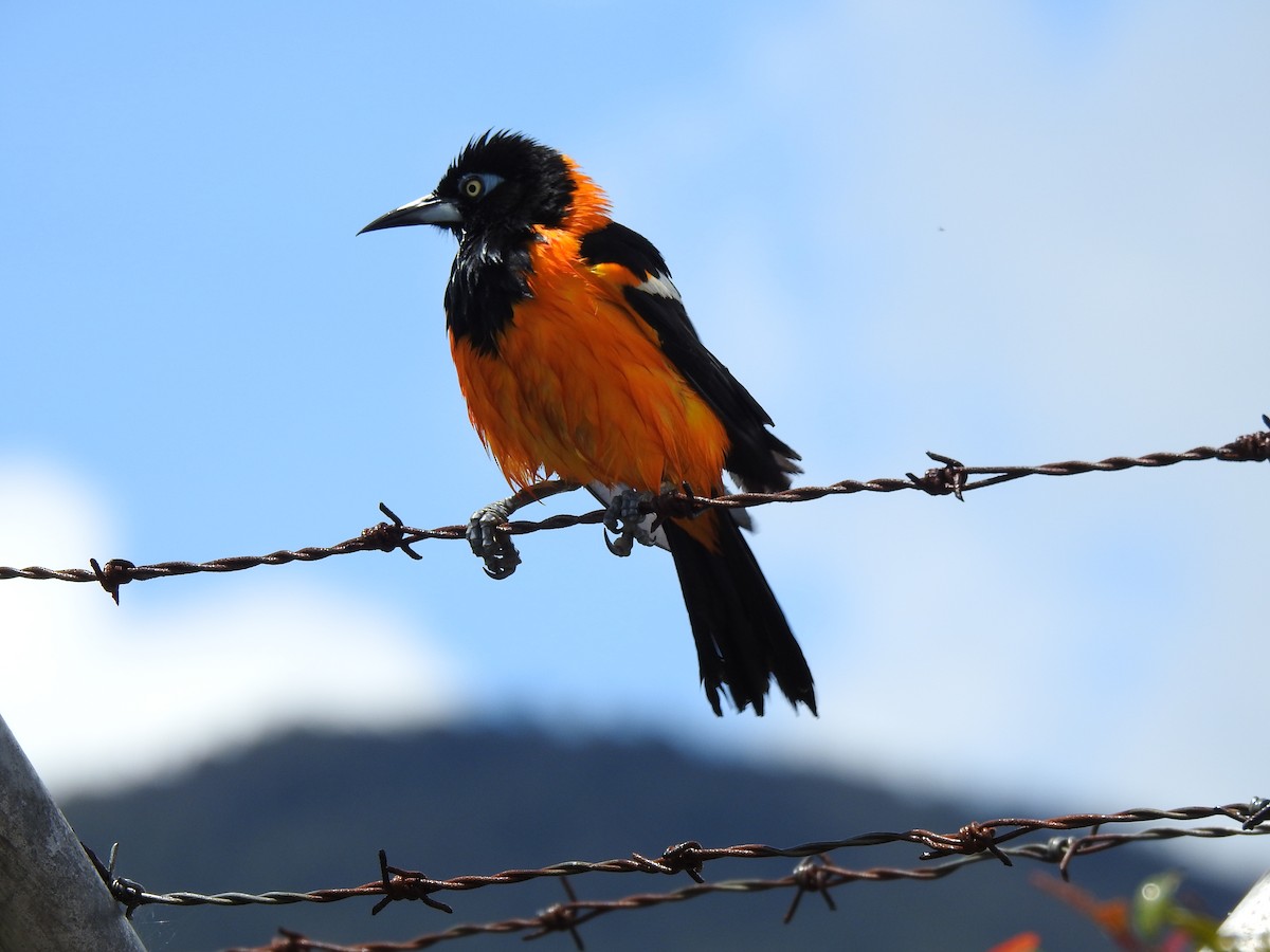 Venezuelan Troupial - ML470627391