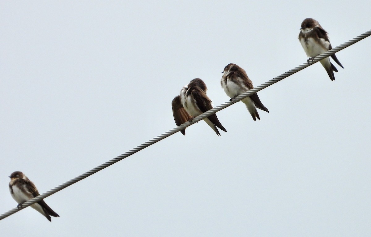 Bank Swallow - ML470629931