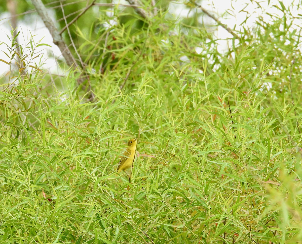 Yellow Warbler - ML470630451
