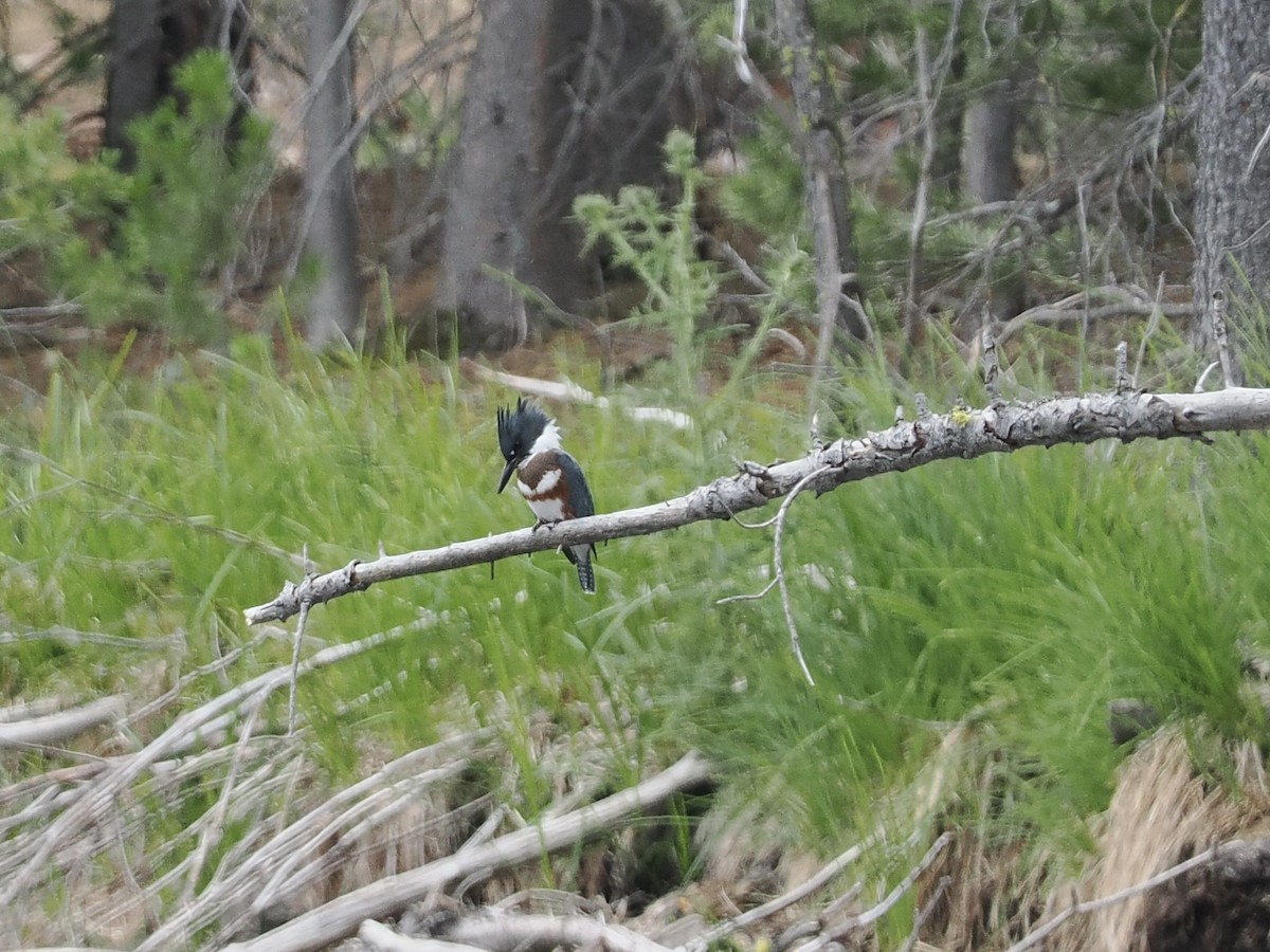 Belted Kingfisher - Michelle MacKenzie