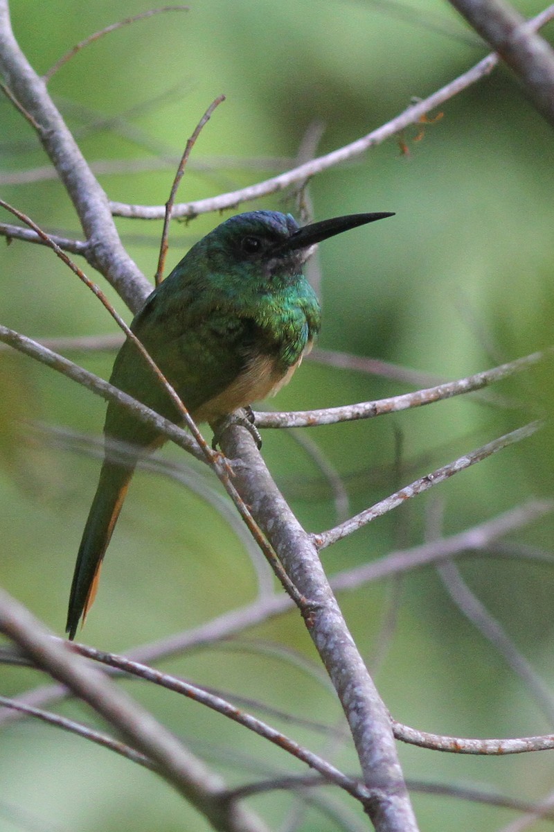 Bluish-fronted Jacamar - Steve Kelling