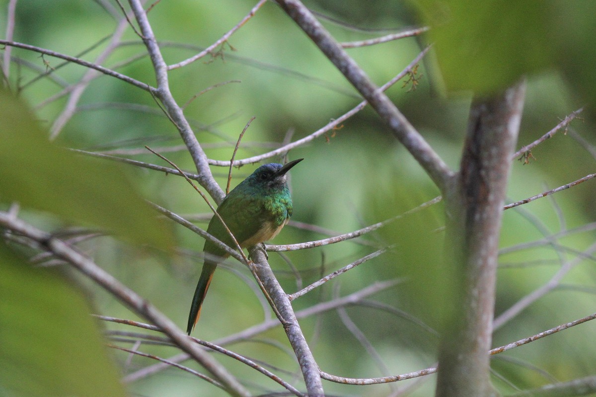 Bluish-fronted Jacamar - ML47063331