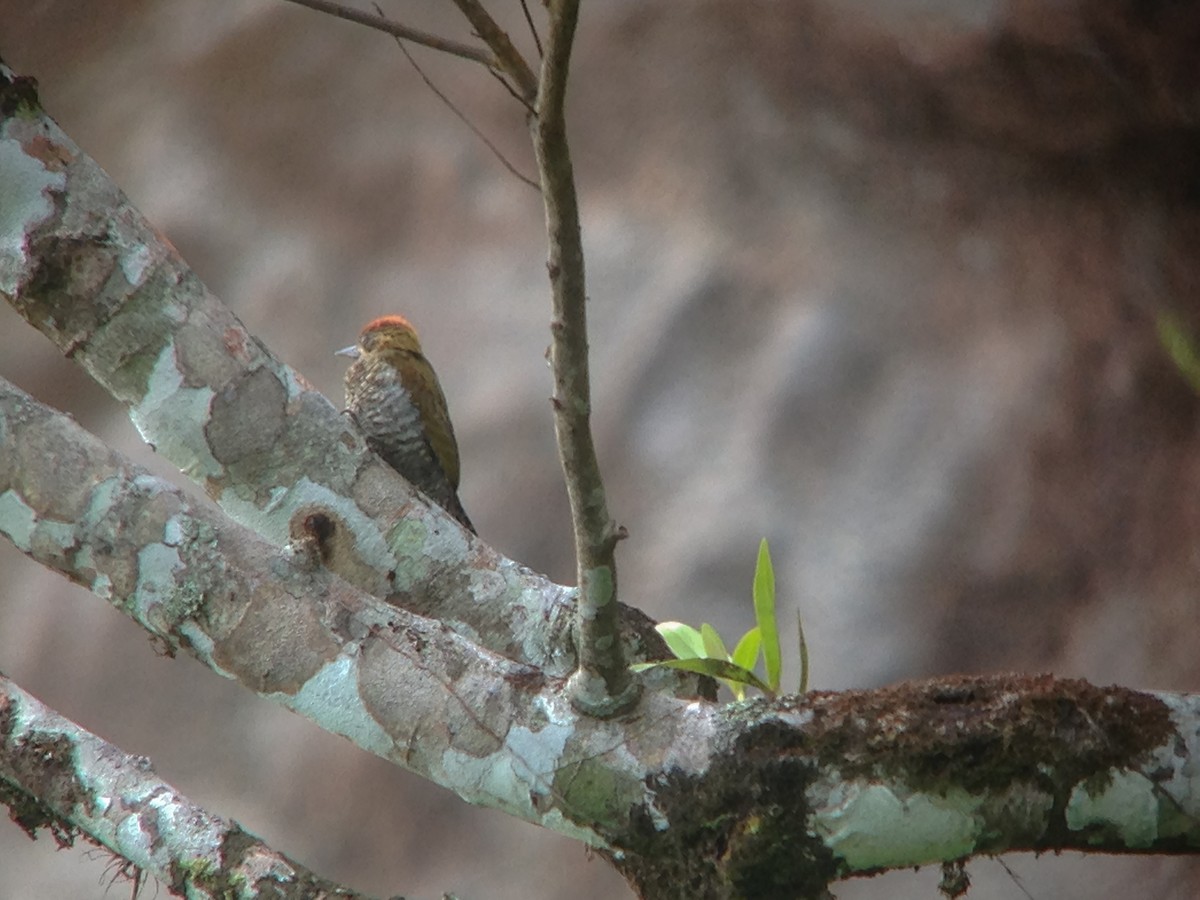 ウスアカハゲラ - ML47063421