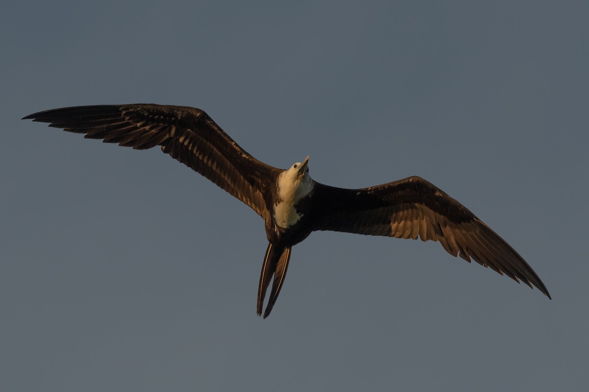 Magnificent Frigatebird - ML470636391