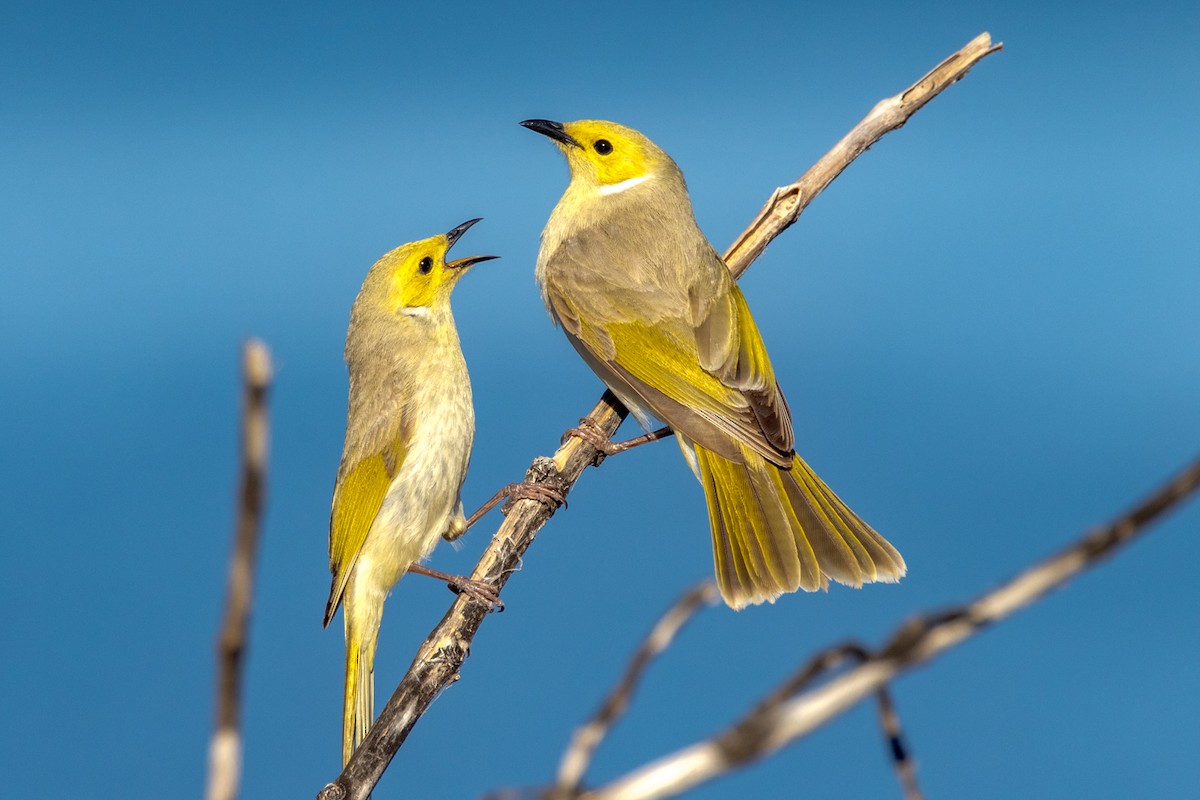 White-plumed Honeyeater - ML470636961