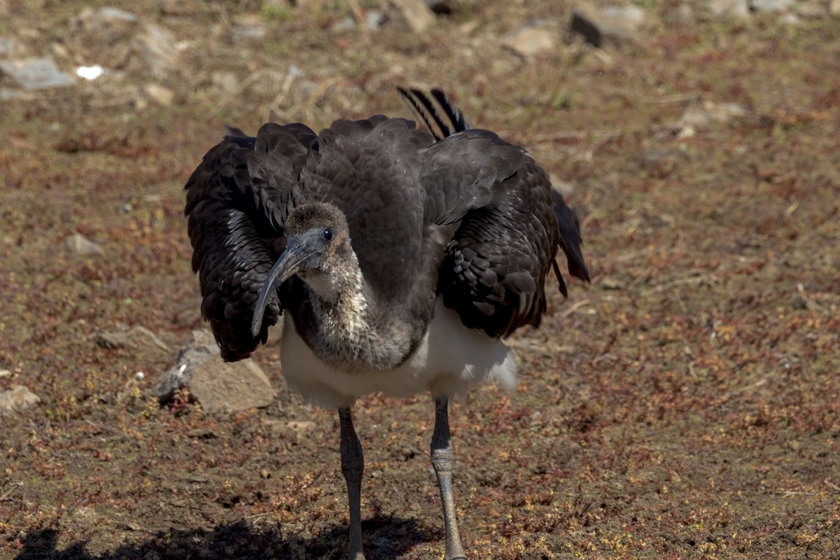 Straw-necked Ibis - Imogen Warren