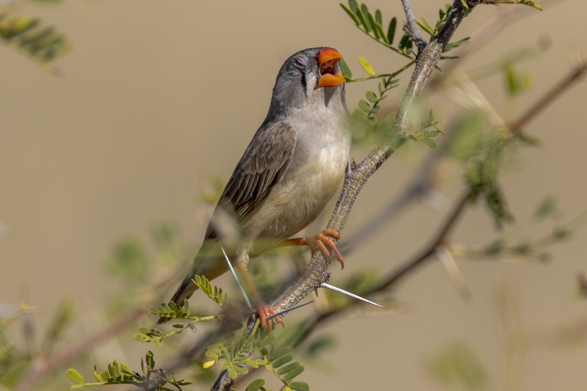 Zebra Finch - ML470637291