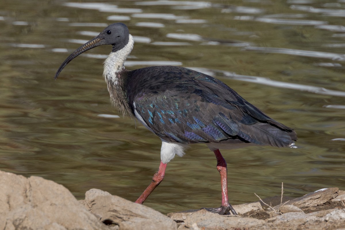 Straw-necked Ibis - ML470637621