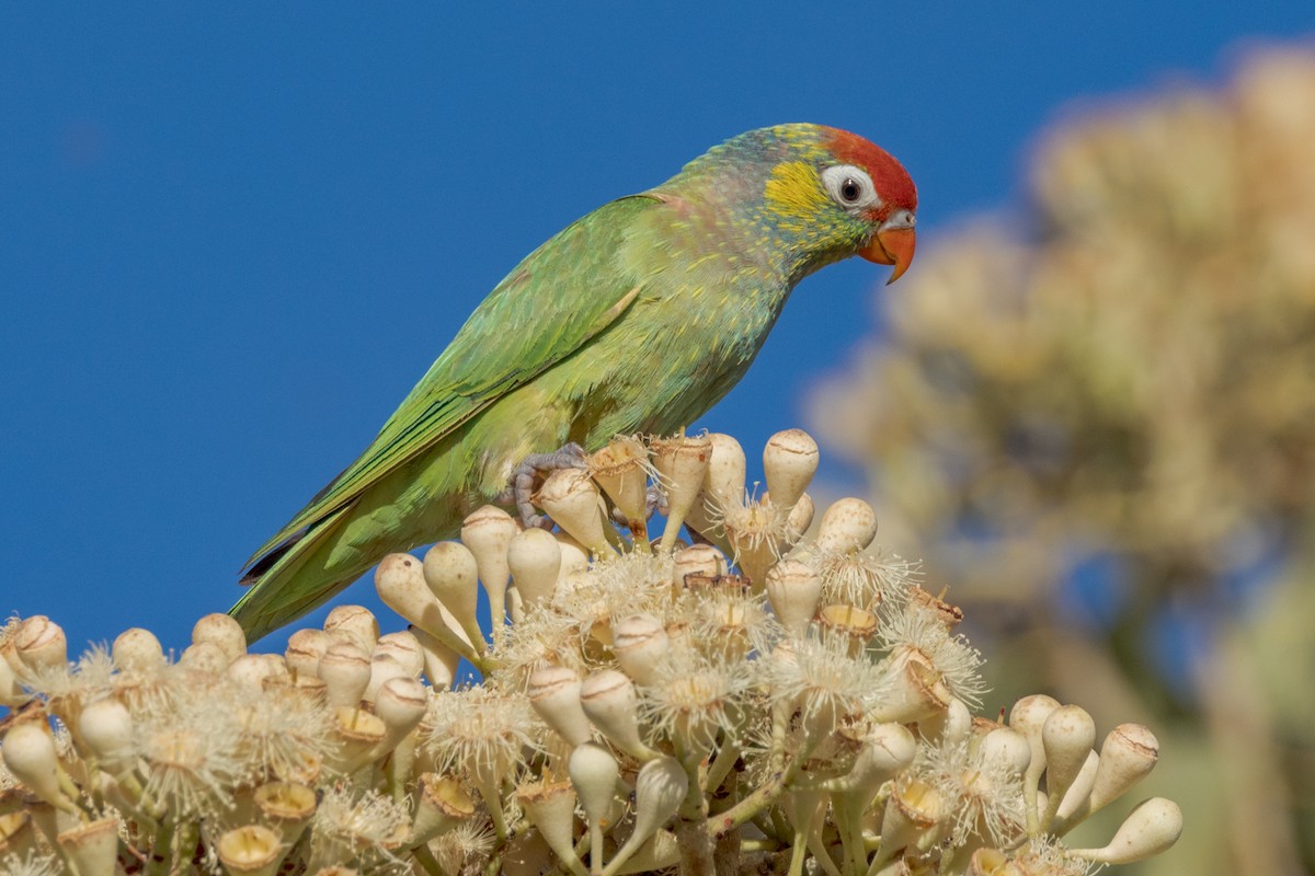 Varied Lorikeet - ML470638021