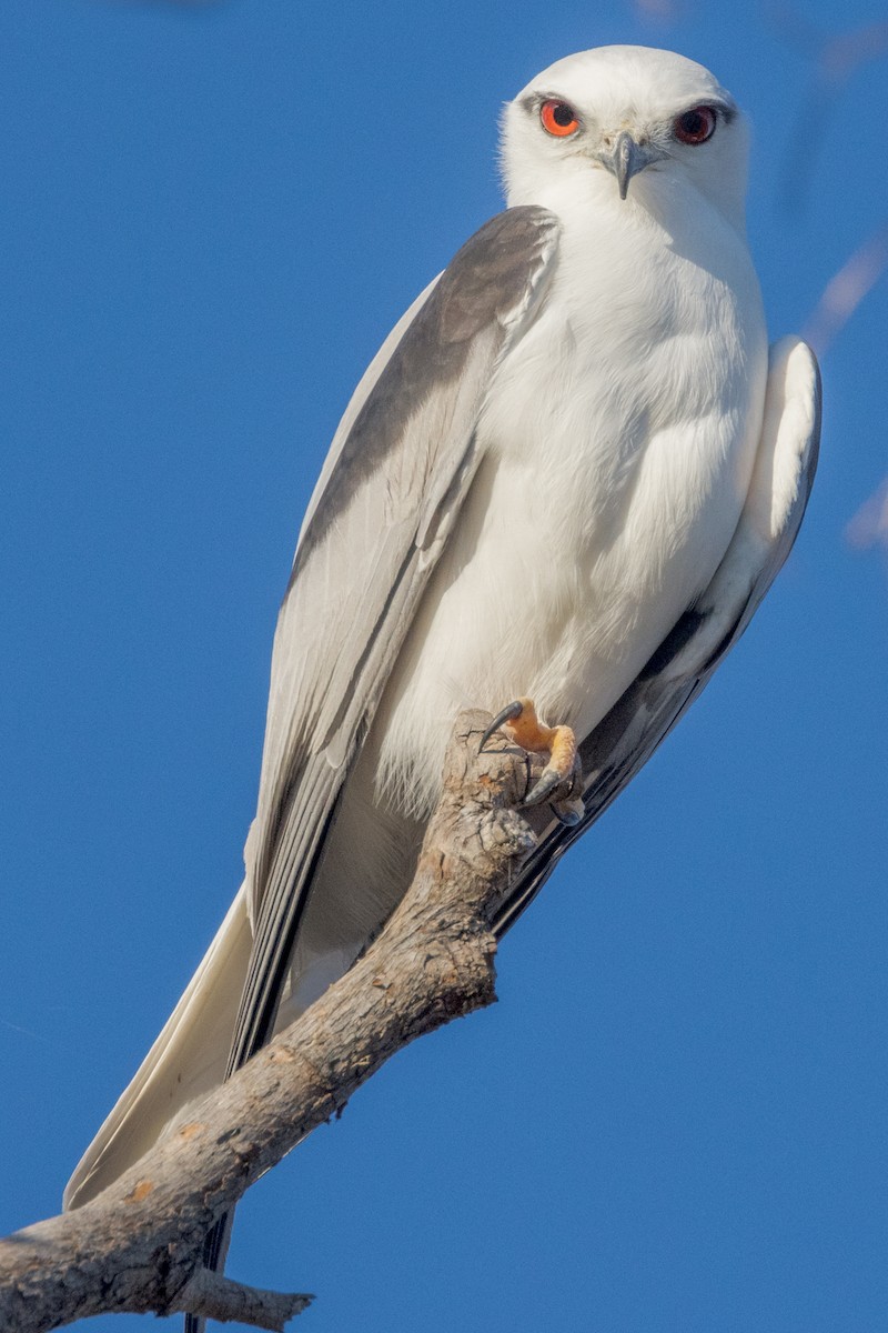 Black-shouldered Kite - ML470638121