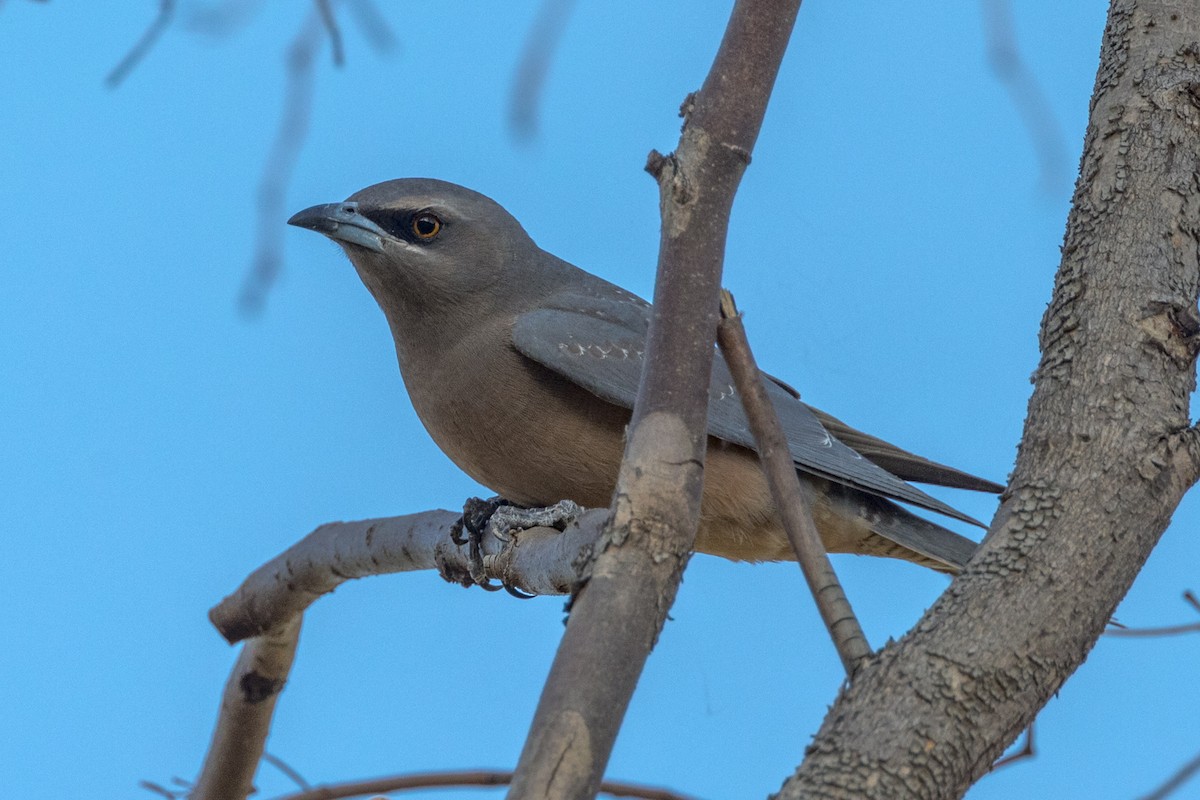 White-browed Woodswallow - ML470638151