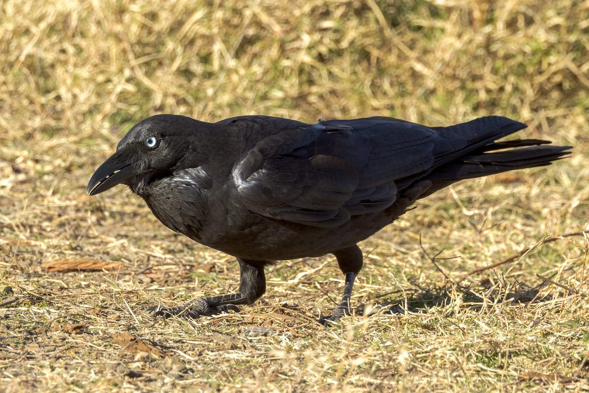 Australian Raven - ML470638361