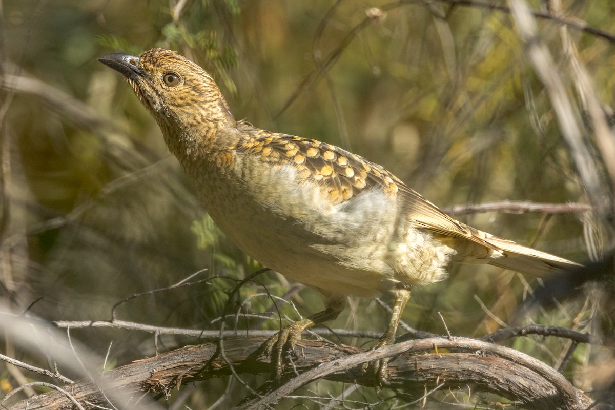 Spotted Bowerbird - ML470638381