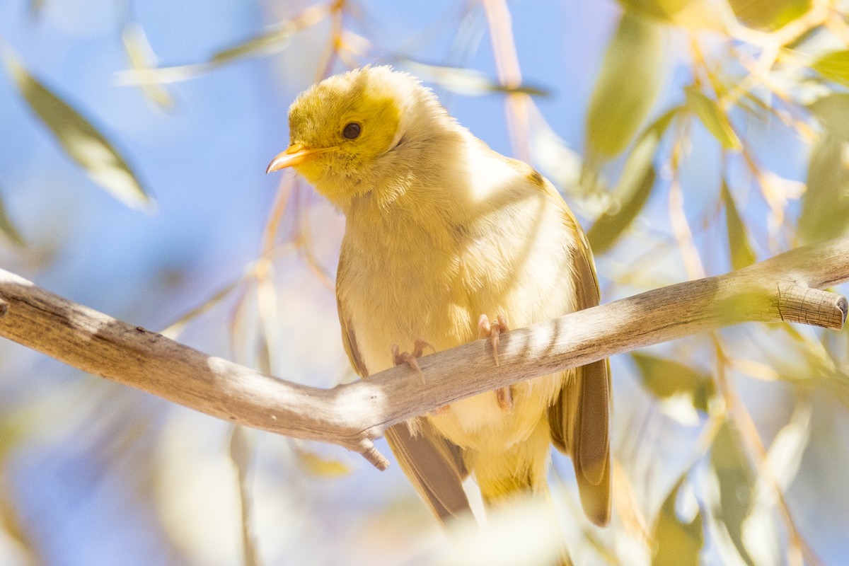 White-plumed Honeyeater - ML470638541