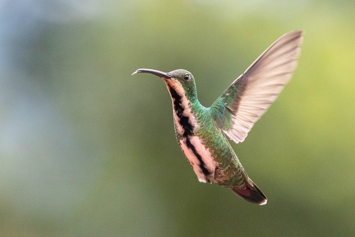 Black-throated Mango - Neil Hayward