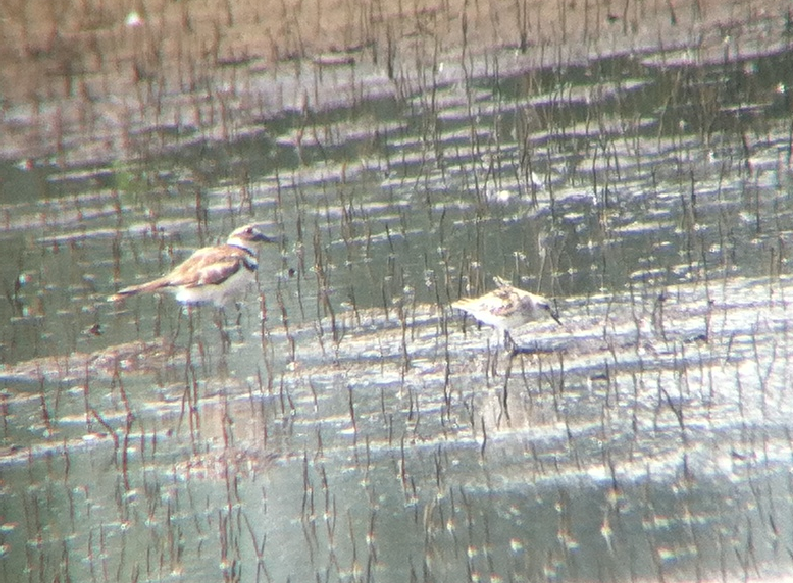 Semipalmated Sandpiper - ML47064021