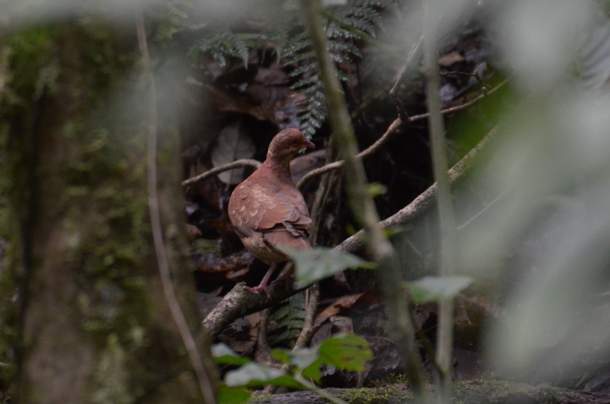 Ruddy Quail-Dove - ML470640601