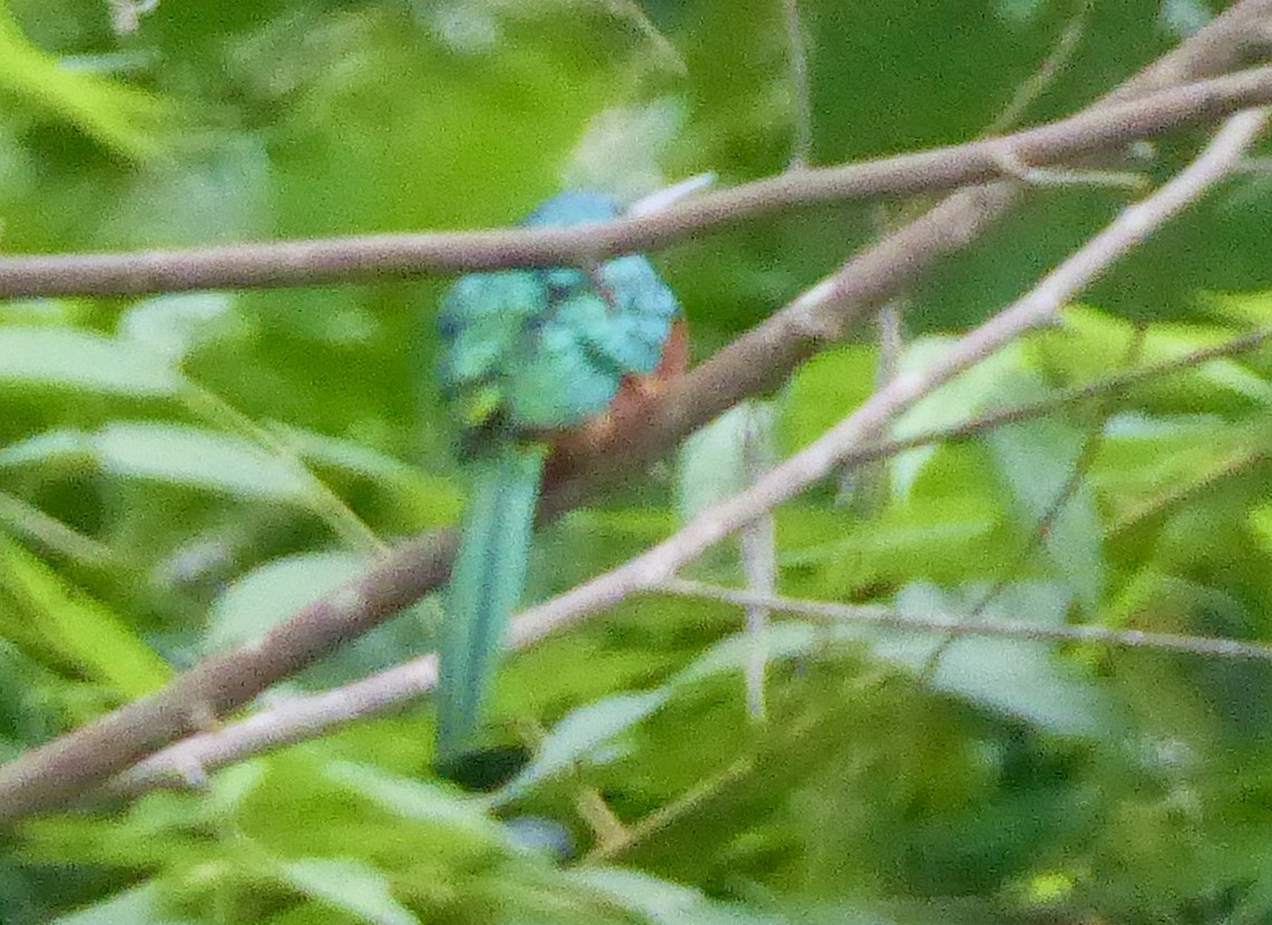 Jacamar à queue rousse - ML470640961