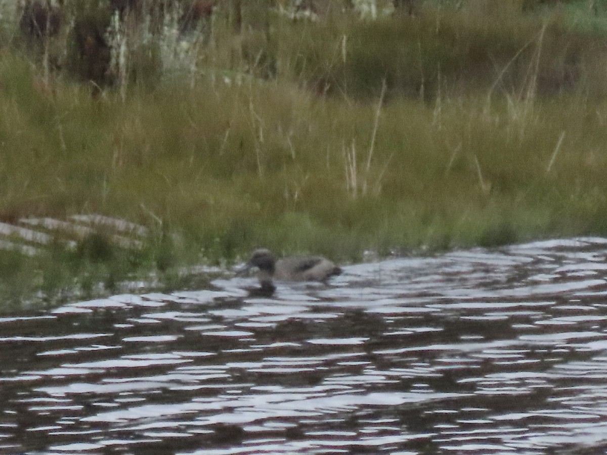 Andean Teal - Gerry Hawkins