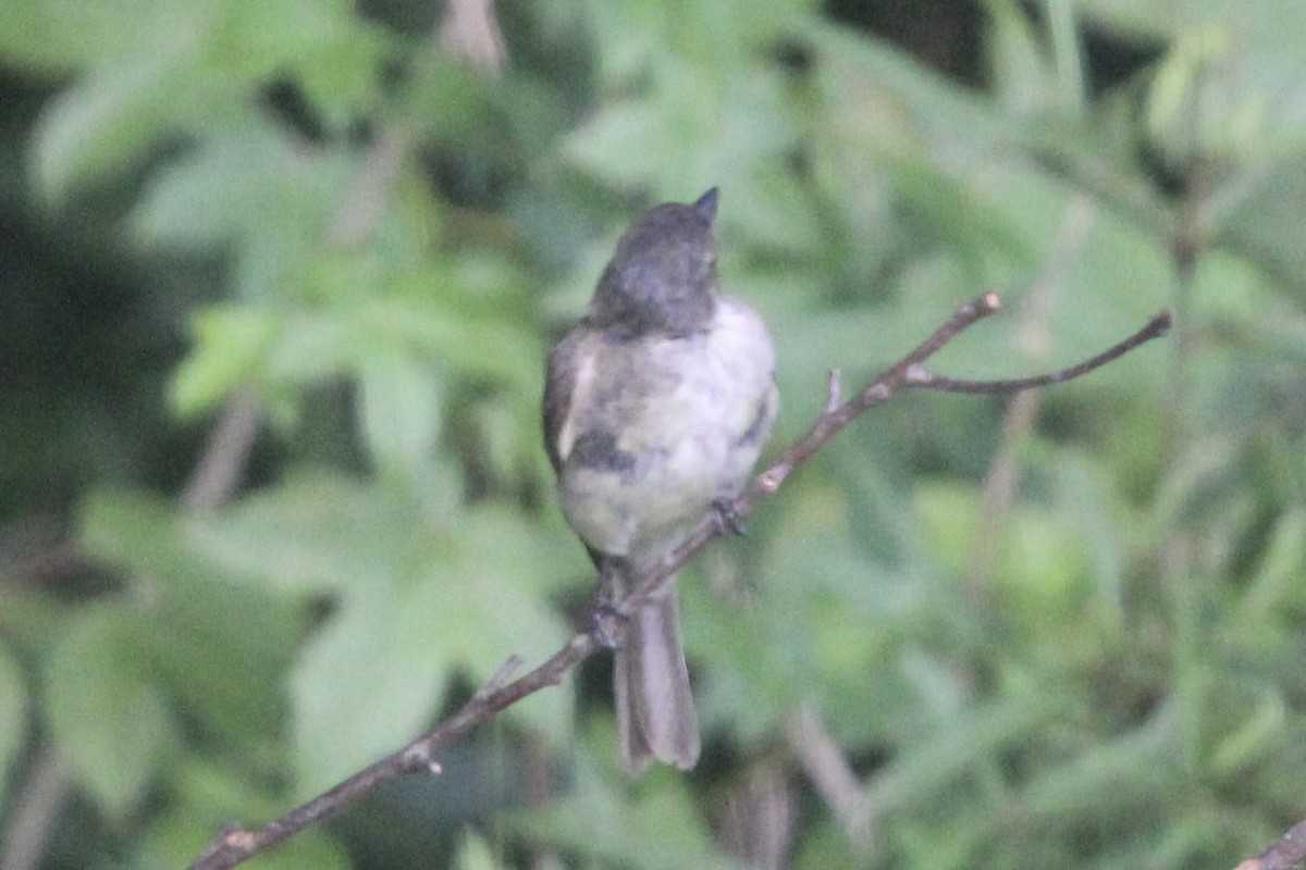 Eastern Phoebe - ML470642711