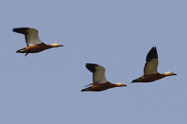 Ruddy Shelduck - ML47064351