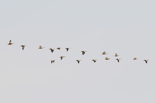 Ruddy Shelduck - ML47064361