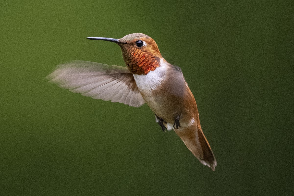 Colibrí Rufo - ML470644841