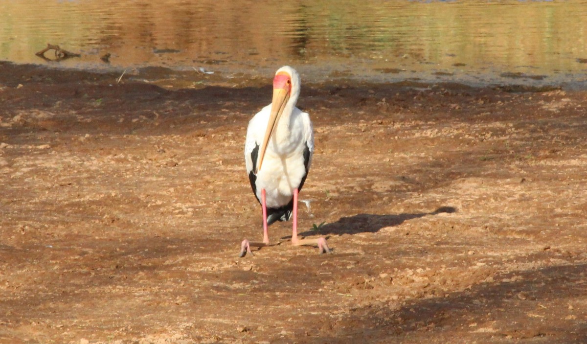 Yellow-billed Stork - ML470645191