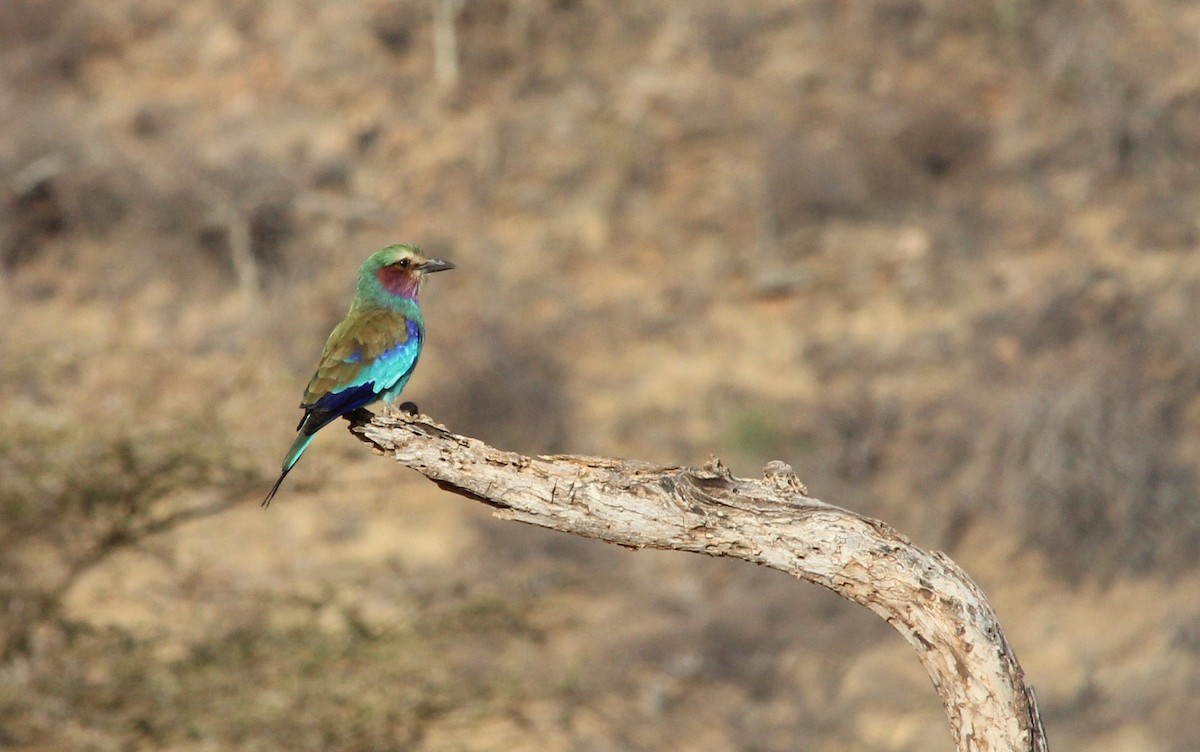 Lilac-breasted Roller - ML470645341