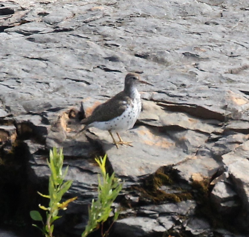 Spotted Sandpiper - ML470645401