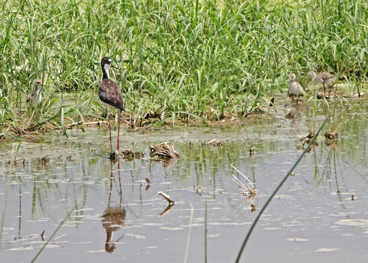 Black-necked Stilt - ML470646311