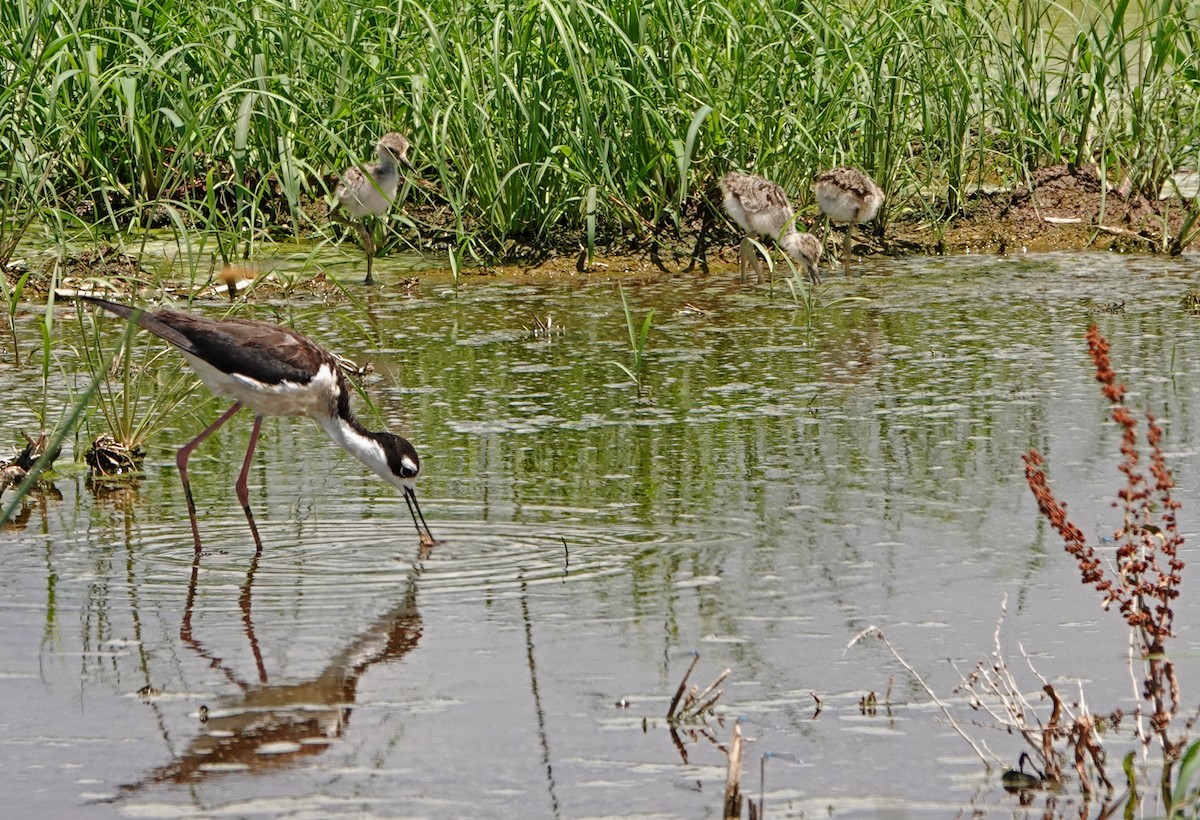 Black-necked Stilt - ML470646481