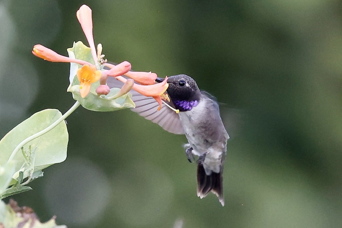 Black-chinned Hummingbird - ML470647131