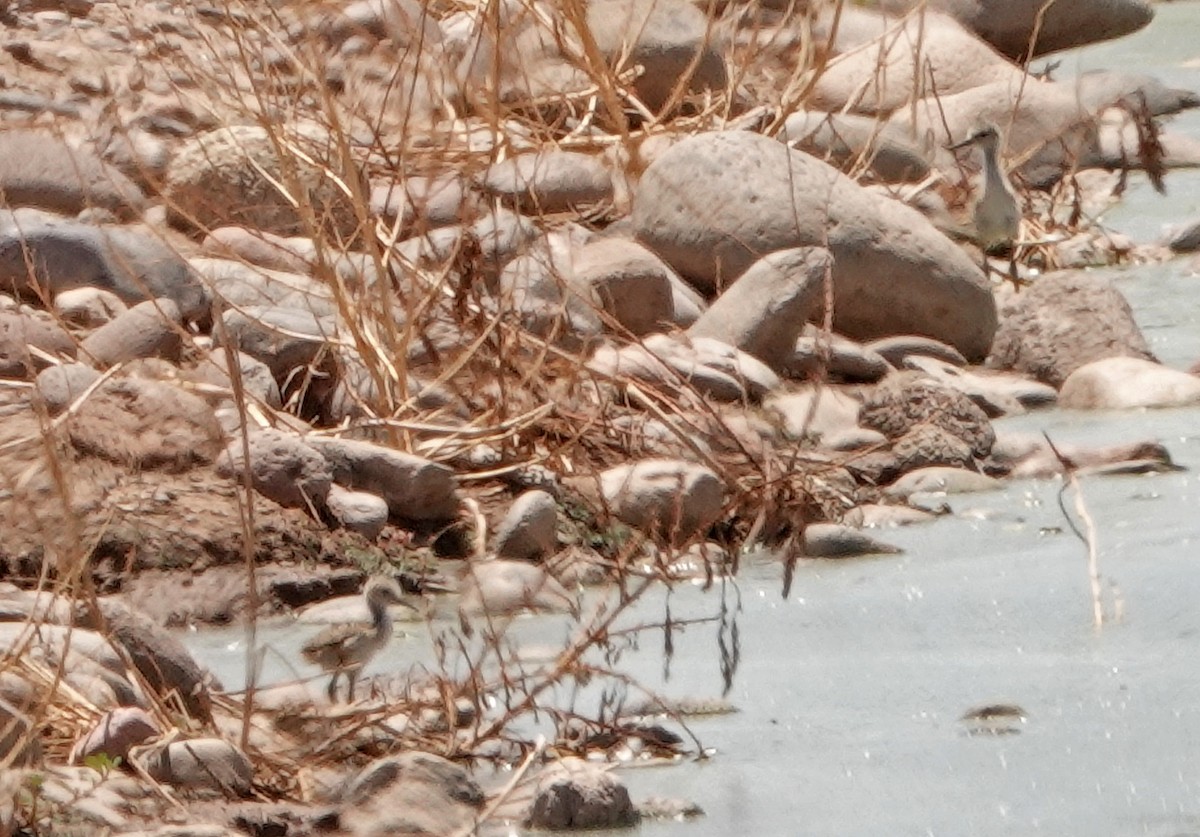 Black-necked Stilt - ML470647231