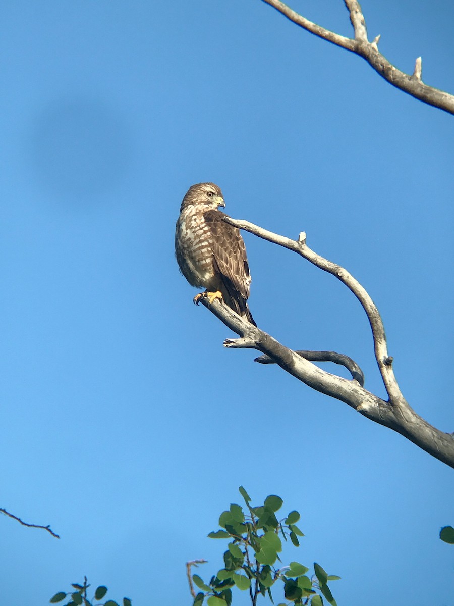 Broad-winged Hawk - ML470647411