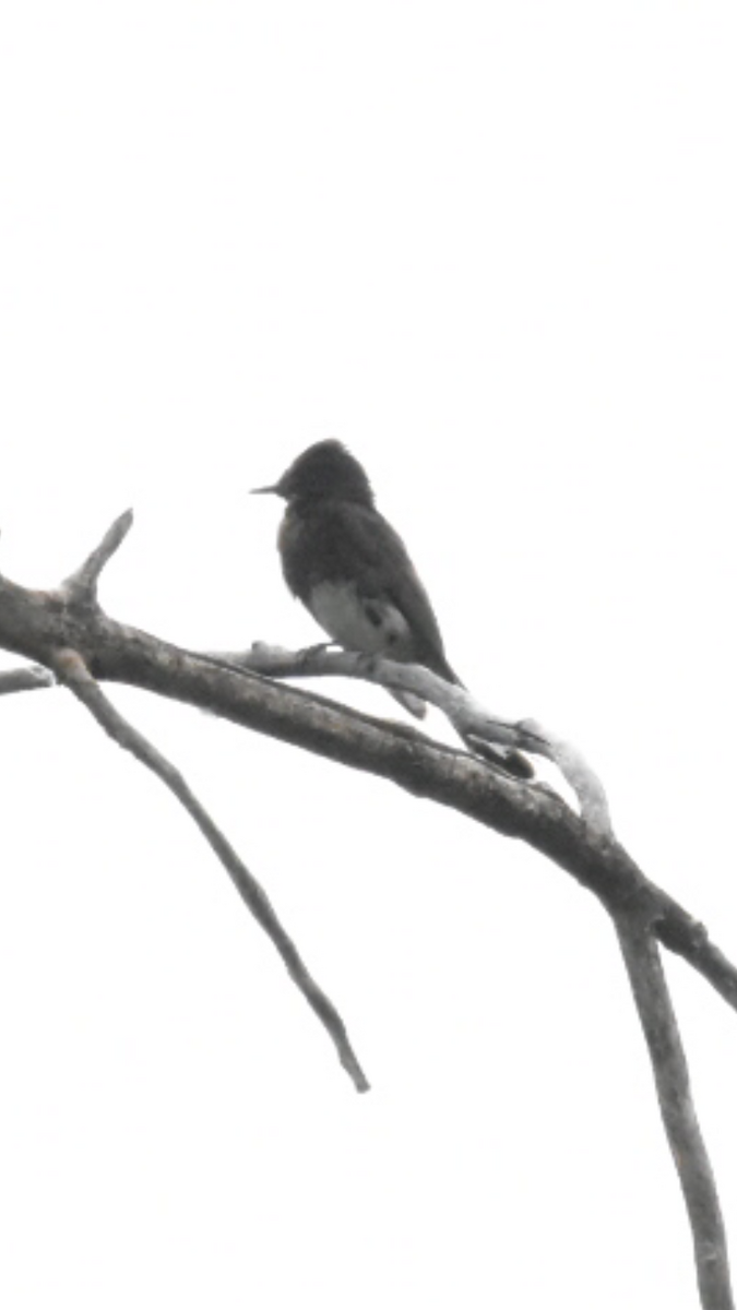 Black Phoebe - ML470647771