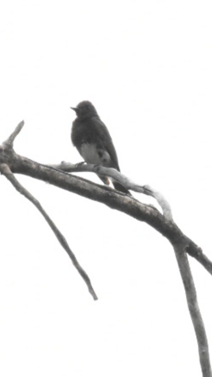 Black Phoebe - ML470647781