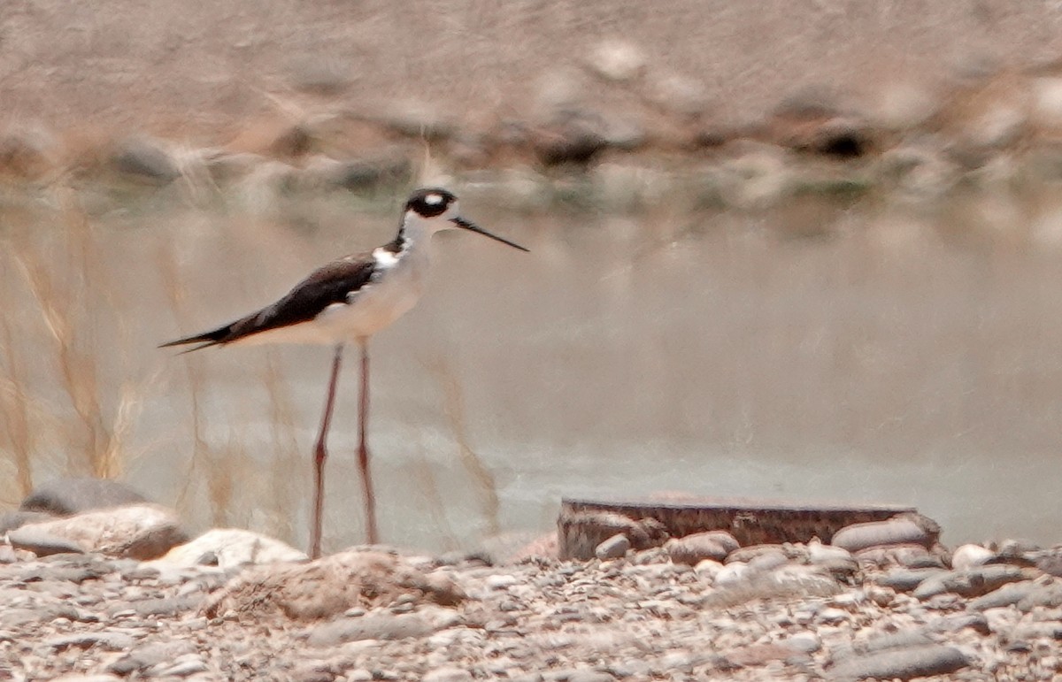 Black-necked Stilt - ML470648041