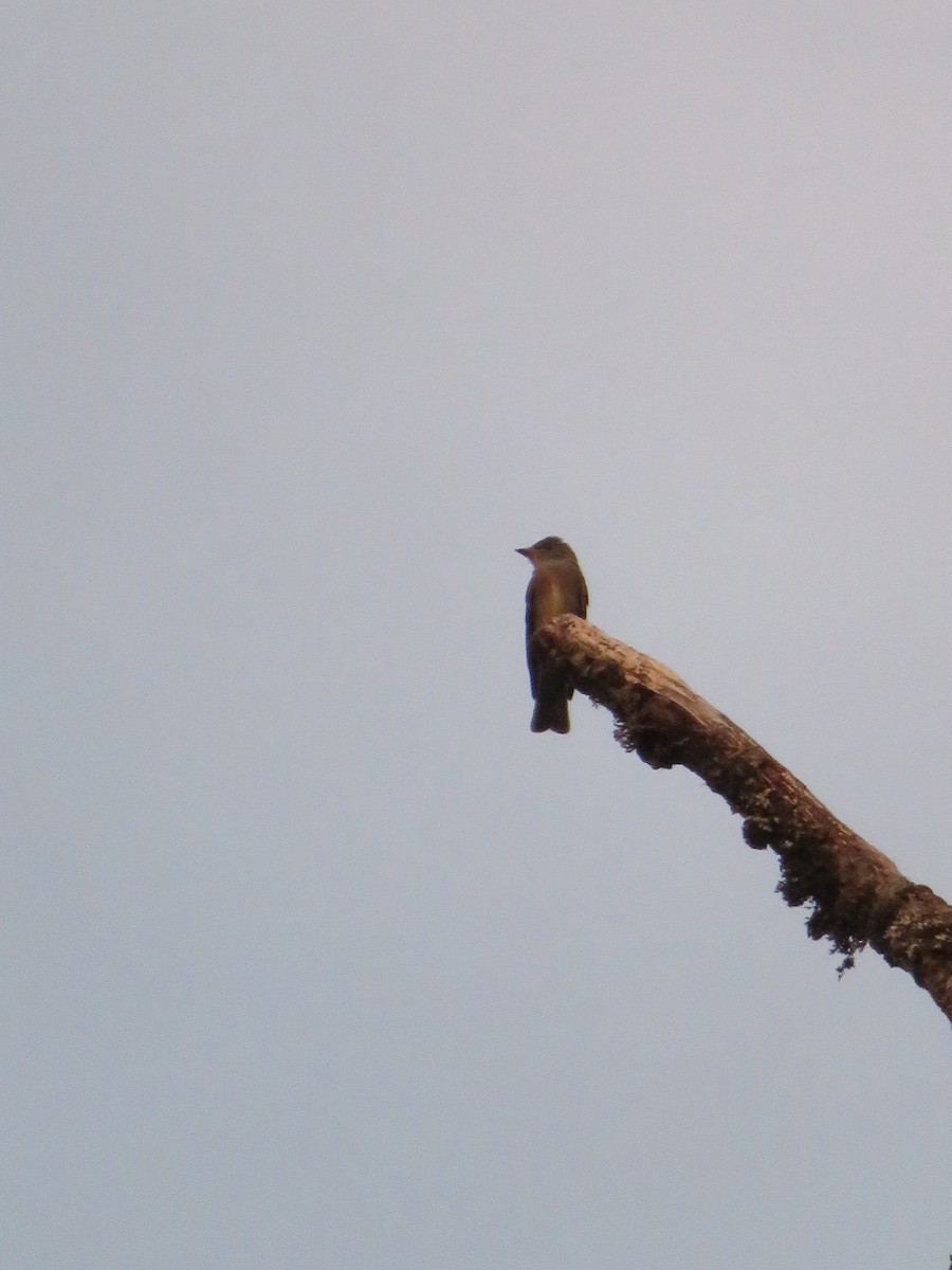 Western Wood-Pewee - ML470649591