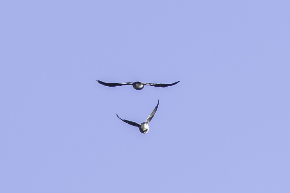 konglekråke - ML470649951