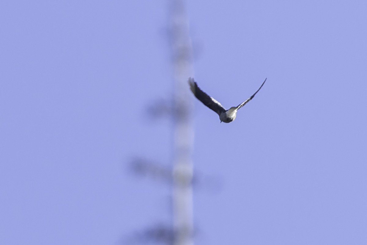 konglekråke - ML470649961