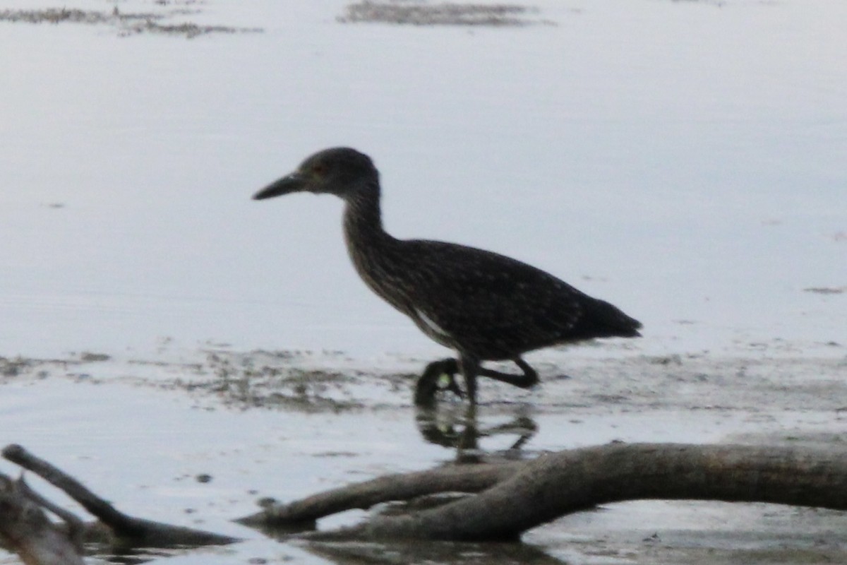 Yellow-crowned Night Heron - ML470650401