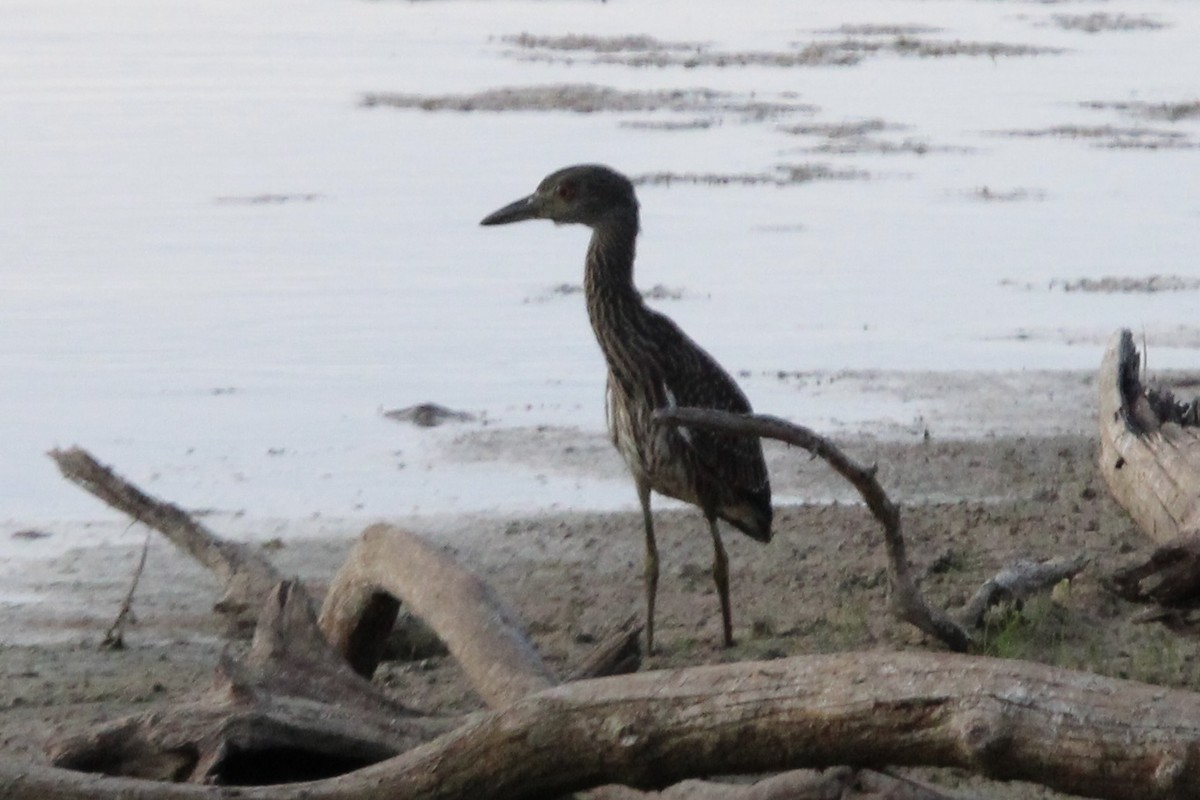 Yellow-crowned Night Heron - ML470650421