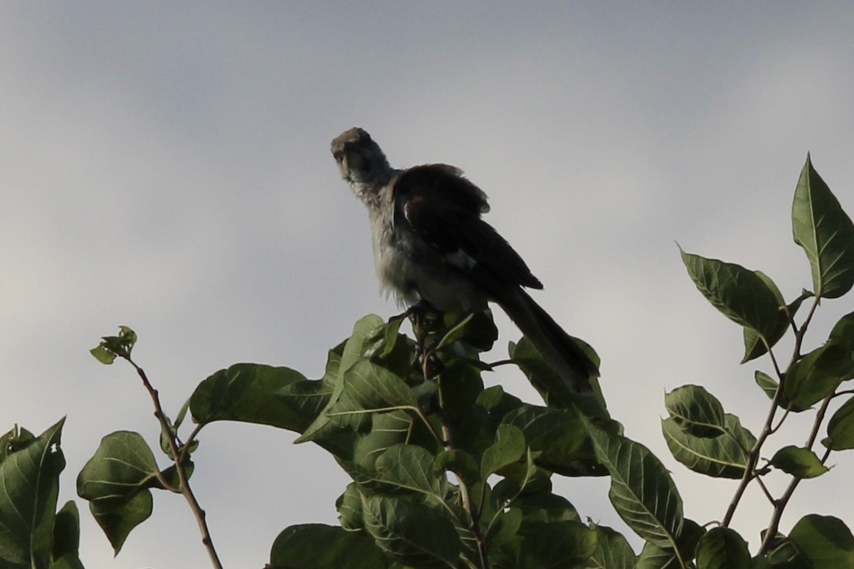 Northern Mockingbird - ML470650621