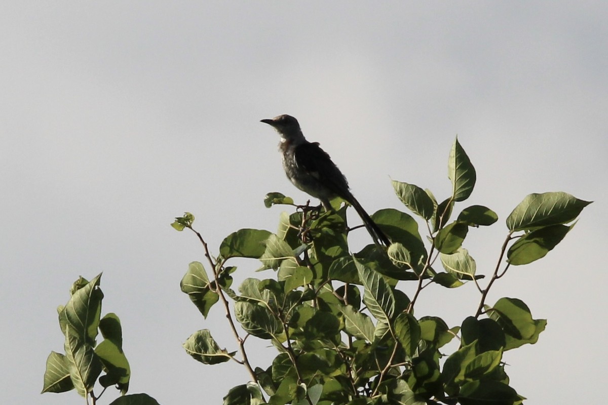 Northern Mockingbird - ML470650631