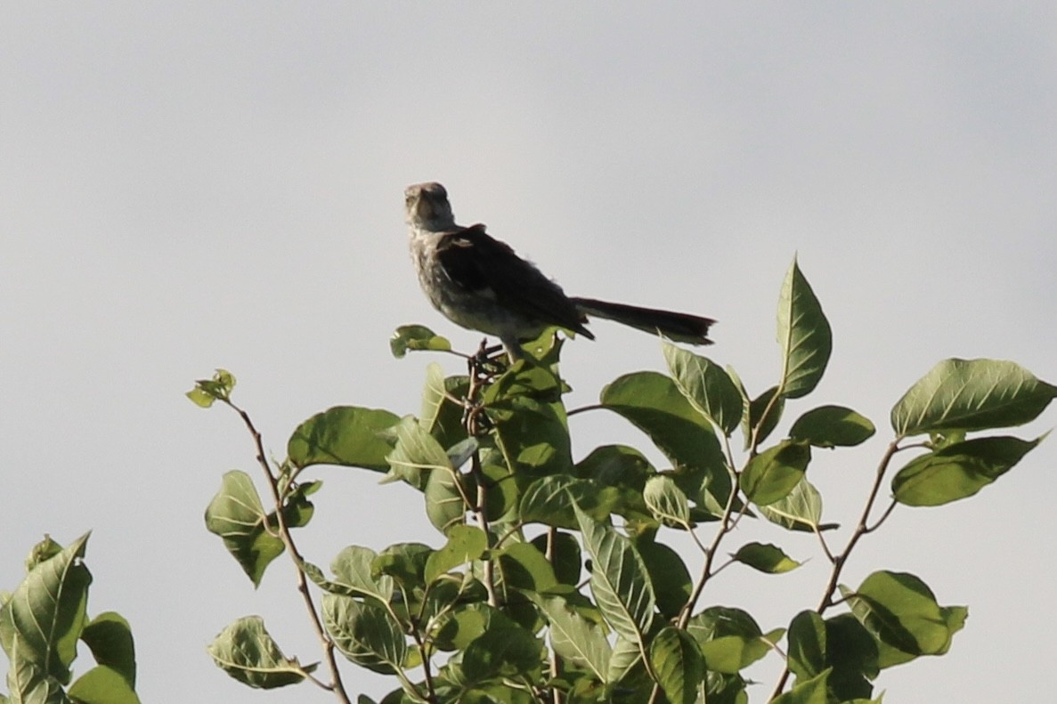 Northern Mockingbird - ML470650641