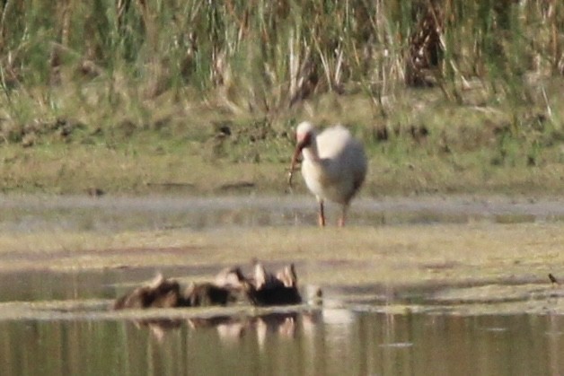 White Ibis - ML470650831